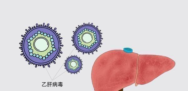 服用乙肝抗病毒藥要注意什么？飯前吃還是飯后吃？